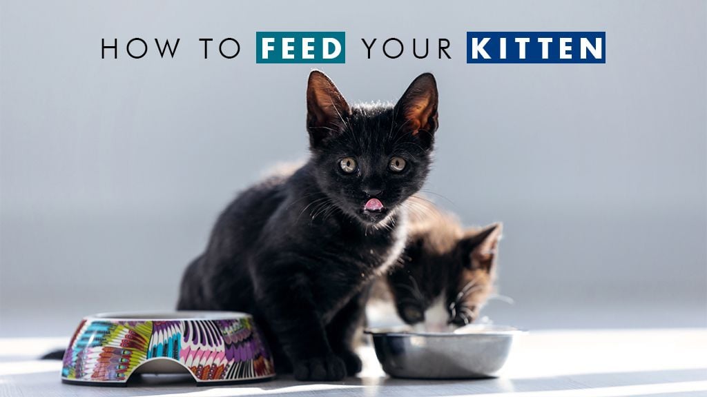 How to Feed Your Kitten How to Feed Your Kitten